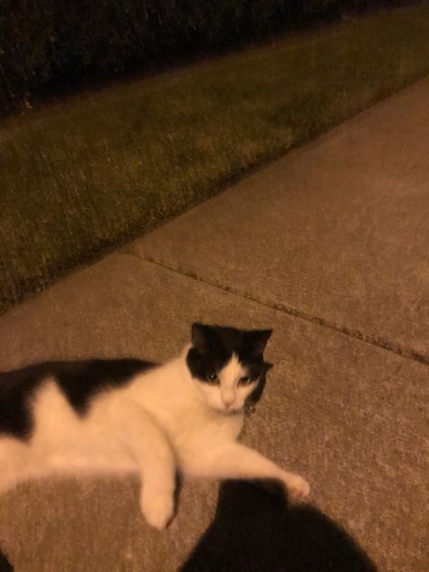 Stray Cat Aesthetic Night, Night Shots Aesthetic, Staying Up All Night Aesthetic, Cats At Night Aesthetic, Cat Night Aesthetic, Stray Cat Aesthetic, Cats At Night, Cat At Night, After Hours Aesthetic