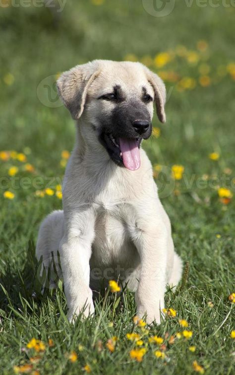 Kangal Puppy, Turkish Kangal Dog, Kangal Shepherd, Turkish Kangal, Kangal Dog, Big Dog Breeds, Puppy Sitting, Dog Teeth, Large Dog Breeds