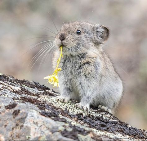 Pika Animal, American Pika, Manatees, Wild Forest, Baby Animals Pictures, Fluffy Animals, Animals Of The World, Animal Tattoos, Animal Planet