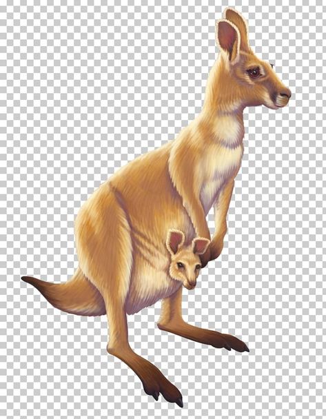 Bed Bug Remedies, Kangaroo Cartoon, Zoomerang Vbs, Kangaroo Animal, Joey Kangaroo, Kangaroo Art, Fall Background Wallpaper, Kangaroo Stuffed Animal, Animals Australia