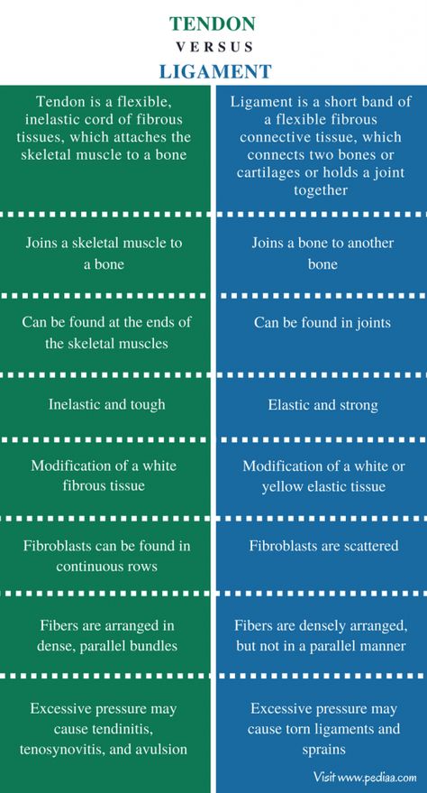 Difference Between Tendon and Ligament | Definition, Structure, Function, Comparison Essential Oils For Tendons And Ligaments, Tendons And Ligaments Anatomy, Tendon Vs Ligament, Causation Vs Correlation, Antigen Vs Antibodies, Learn Biology, Anterior Cruciate Ligament, School Science Projects, Ligaments And Tendons