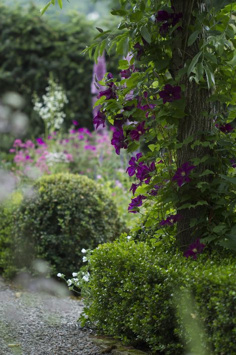 Estate Garden, Purple Garden, English Cottage Garden, Secret Gardens, Garden Girls, Romantic Garden, Garden Trees, Country Gardening, Garden Gates