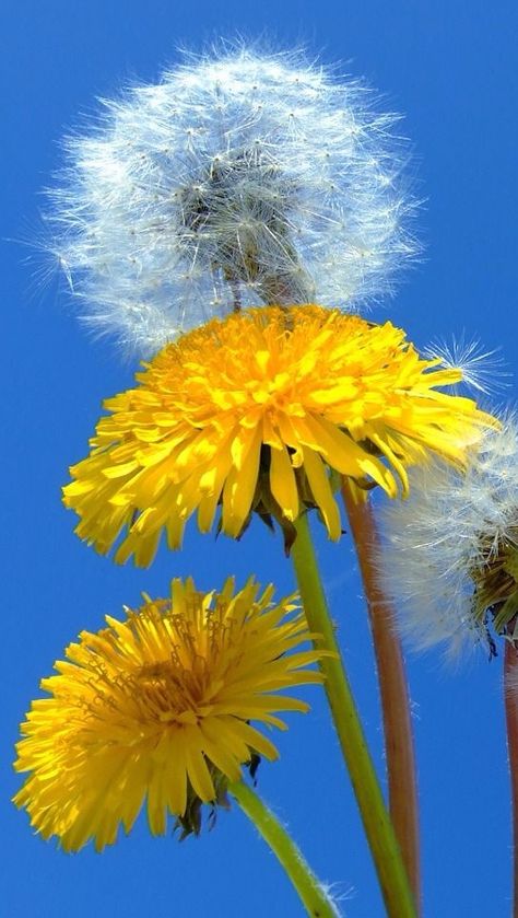 Dandelion Wishes Dandelion Art, Beauty Of The World, Dandelion Wish, Dandelion Flower, Wonderful World, Growing Flowers, Mellow Yellow, Flowers Nature, Enjoy It