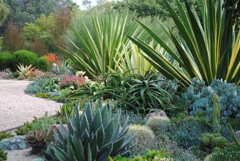 Xeriscape Front Yard, Low Water Gardening, Drought Tolerant Garden, Drought Tolerant Landscape, Succulent Landscaping, Dry Garden, Desert Garden, Mediterranean Garden, Drought Tolerant Plants