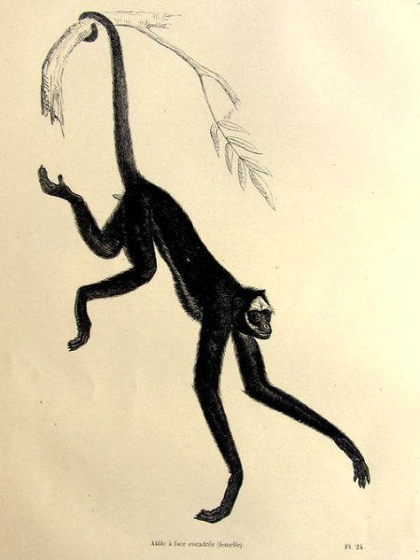 Original beautiful antique Spider monkey by LyraNebulaPrints Ape Escape, Plate Illustration, Monkey Coloring Pages, Monkey Illustration, Monkey Tattoos, Hiking Tattoo, Spider Monkey, Engraving Printing, Monkey Print