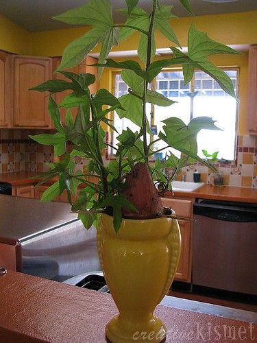 Sweet potato plant ~ Regina Lord of Creative Kismet Sweet Potato Plant Vine, Potato Plant, Sweet Potato Plant, Growing Sweet Potatoes, Pretty Plant, Sweet Potato Vine, Inside Garden, Potato Vines, Garden Terrarium