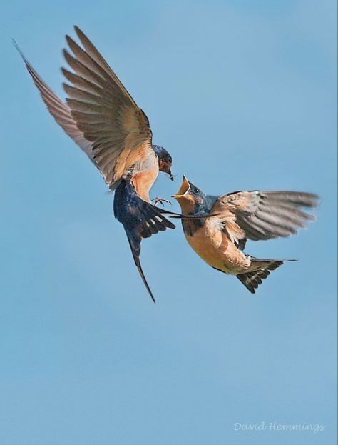 Bird Reference Photos Flying, Two Birds Flying Together, Bird Looking Up, Birds Reference Photos, Birds In Flight Photographs, Birds In Flight Drawing, Bird Reference Photos, Cardinal Flying, Bird Poses