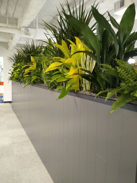 Office Plant Dividers - Plant Partitions | Creative Plant Design Inc Planters As Dividers, Room Divider Plants Planter Boxes, Plant Partition Wall, Office Garden Indoor, Partition With Plants, Plant Divider Wall, Plant Wall Divider, Planter Partition, Office Plants Ideas Interior Design