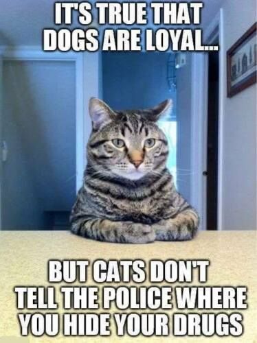 Katt Grejer, Bo Burnham, Cat Quotes Funny, Funny Animal Quotes, School Memes, Funny Animal Jokes, Funny Cat Memes, Cat Quotes, Disney Memes