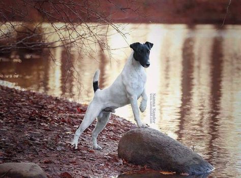 Smooth fox terrier Fox Terrier Smooth, Smooth Fox Terriers, Manchester Terrier, Terrier Breeds, Fox Terriers, Group 3, Companion Dog, Bully Breeds, Fox Terrier