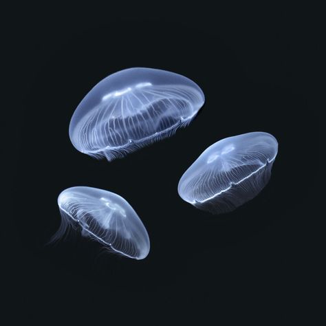 moon jellyfish - Google Search Moon Jellyfish, Cassiopeia Jellyfish, Bioluminescence Jellyfish, Blue Jellyfish Black Background, Moon Jellyfish Aquarium, Jellyfish Aquarium, Jellyfish, Animal Pictures, Moon