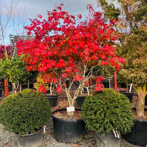 Acer japonicum aconitifolium 'Full Moon' - Architectural Plants Acer Garden, Architectural Plants, Red Autumn, Types Of Soil, Small Trees, Types Of Plants, Plant Lover, Container Gardening, Full Moon