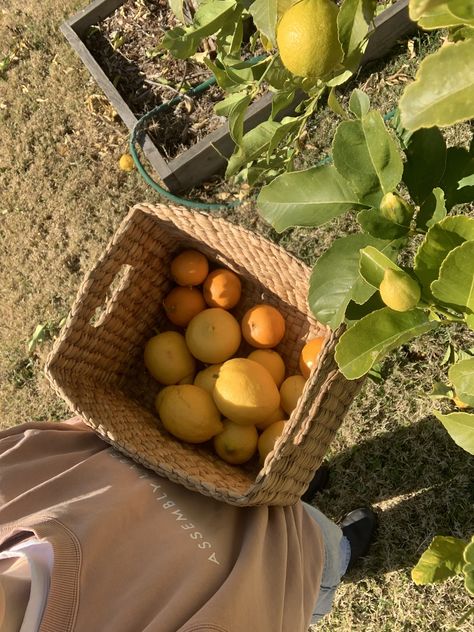 fruit picking 🍊🍋 Picking Fruit Aesthetic, Picking Fruit, Rockstars Girlfriend, Fruit Bushes, Fruit Picking, Cozy Life, Spring Fun, Life Vision Board, Character Board