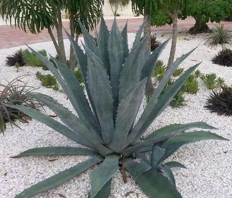 Dry Gardens, Drought Resistant Landscaping, Agave Americana, Texas Garden, Florida Native Plants, Desert Roses, Century Plant, Large Backyard Landscaping, Succulent Landscape Design