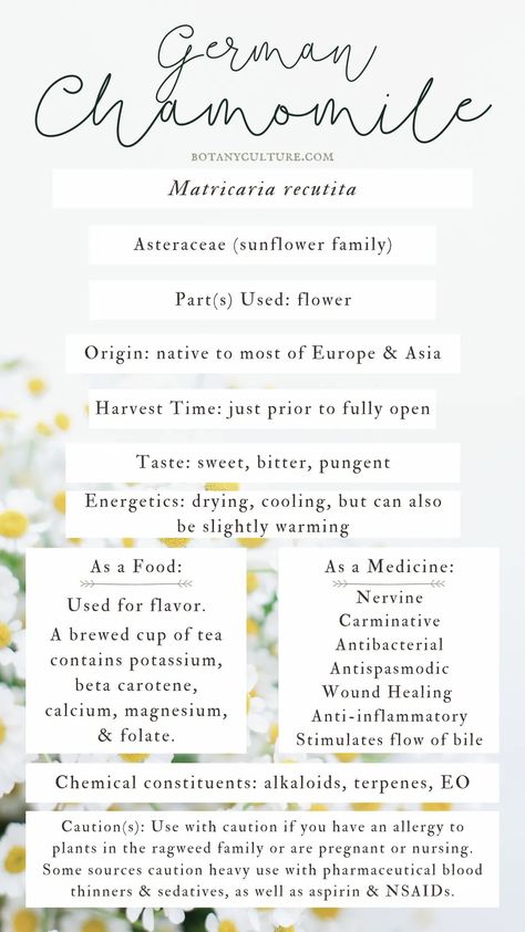 Chamomile Spiritual Benefits, Chamomile Meaning, Chamomile Skin Benefits, Chamomile Uses, Herbalism 101, Herbal Monographs, Herb Knowledge, Herbal Journal, Chamomile Recipes