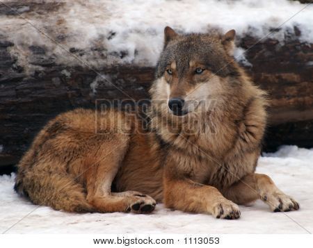 Mexican Wolf, Wolf Photography, Wolf Photos, Wolf Spirit Animal, Wolf Love, Wild Wolf, Red Wolf, Beautiful Wolves, Wolf Pictures