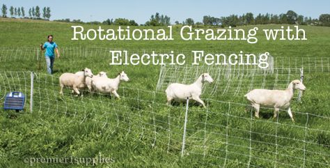 We keep our goats, geese, and hogs safe in their pasture with electric fencing | Premier 1's pos-neg fencing is very portable and easy to move, even for two seniors like us! Sheep Fence, Rotational Grazing, Nigerian Goats, Goat Fence, Livestock Fence, Keeping Goats, Chicken Fence, Pasture Fencing, Electric Fencing