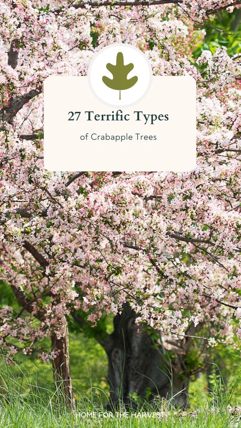 Robinson Crabapple Tree, Gladiator Crabapple Tree, Indian Magic Crabapple Tree, Crab Apple Tree Landscape, Crabapple Trees Landscaping, Spring Snow Crabapple Tree, Lollipop Crabapple Tree, Sargent Crabapple Tree, Weeping Crabapple Tree