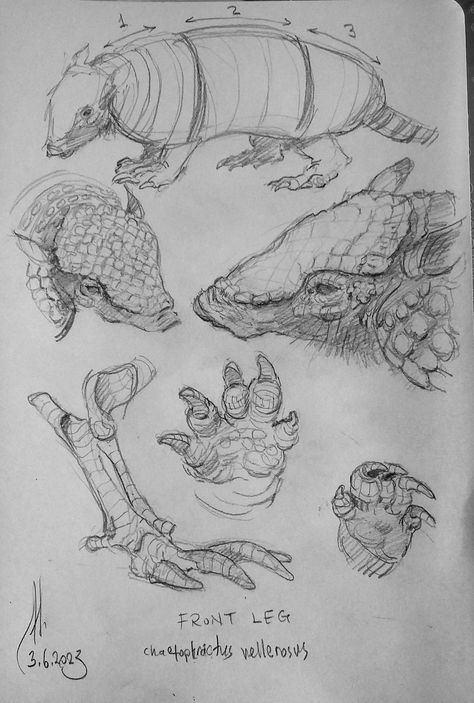 screaming hairy armadillo (Chaetophractus vellerosus) anatomical sketches Armadillo Anatomy, Armadillo Aesthetic, Armadillo Sketch, Armadillo Character, Armadillo Drawing, Anatomical Sketches, Wildlife Sketches, Armadillo Art, Illustration Journal