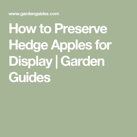 How to Preserve Hedge Apples for Display | Garden Guides Hedge Apples Decorating With, Preserve Fall Leaves How To, Hedge Apple Crafts, Hedge Apples Uses, How To Feed Birds Apples, How To Graft Apple Trees, Hedge Apples, Apple Wreath, Fall Container Gardens