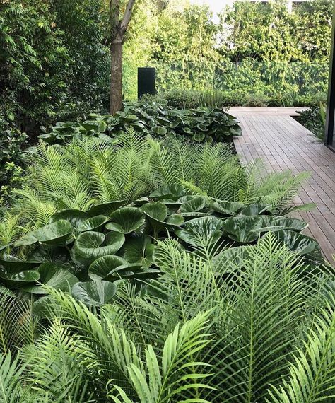 Ferns Garden, Designer Store, Garden Vines, Contemporary Garden, Forest Garden, Native Garden, Woodland Garden, Outdoor Store, Garden Care