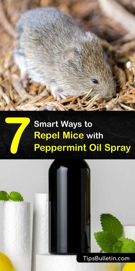 Peppermint Oil Spray Pest Control, Mouse Repellent Diy Peppermint, Diy Rodent Repellent Spray, Essential Oil For Mice Repellant, Peppermint Oil Uses Pest Control Mice, Repel Mice With Essential Oils, Mice Repellent Essential Oils, Peppermint Spray For Mice, Peppermint Oil Bug Spray Recipe