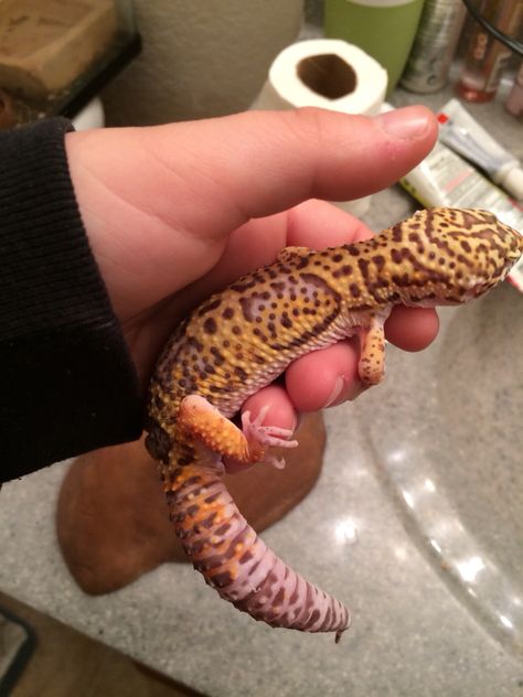 Chocolate Albino Leopard Gecko, Albino Leopard Gecko, Leopard Gecko Morphs, Smiley Baby, Cute Gecko, Pet Lizards, Leopard Geckos, Leopard Gecko, Reptiles And Amphibians