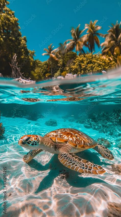 Aesthetic Sea Turtle Wallpaper, Wallpaper Backgrounds Aesthetic Animals, Green Sea Turtle Aesthetic, Painting Of Sea Turtle, Sea Turtle Wallpaper Iphone, Ocean Animals Aesthetic, Sea Animals Aesthetic, Sea Turtle Aesthetic, Turtles Aesthetic