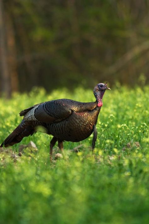 How to Make Your Land Better for Turkey Hunting | Food Plots and Land Management | Realtree Camo Thunder Chicken, Deer Feed, Food Plots For Deer, Hunting Turkey, Hunting Property, Quail Hunting, Food Plot, Deer Hunting Tips, Hunting Land