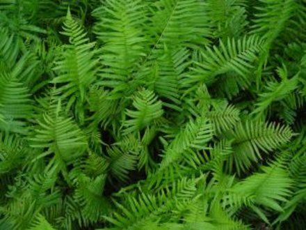 How to Grow Wood Ferns | Garden Guides Caring For Ferns, Woodland Landscaping, Magic Sparkles, Wood Fern, Fern Garden, Pretty Plant, Garden Tomatoes, Ferns Garden, In Her Garden