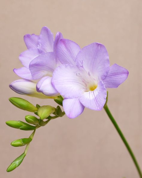 Freesia by Craig Beveridge Freesia Flowers, Orchid Care, Sugar Flowers, Types Of Flowers, Beautiful Blooms, Flowers Nature, Flower Pictures, Amazing Flowers, Love Flowers