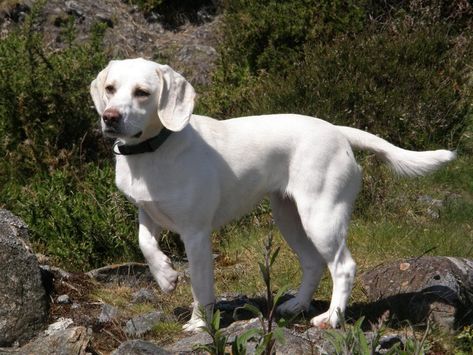 White Beagle White Beagle, Real Animals, Akc Breeds, Dog Search, Lab Puppies, Labrador Puppy, Dog Activities, Large Dog Breeds, Dogs Of The World