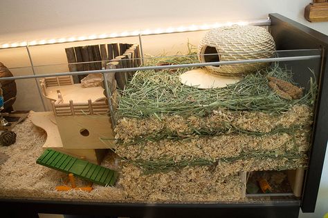 https://flic.kr/p/nVibZ6 | Right - deep substrate burrowing area | Deep burrowing substrate area + subterranean chamber Rat Enrichment, Hamster Terrarium, Pet Diys, Teddy Hamster, Hamster Tank, Bin Cage, Hamster Enclosure, Hamster Diy Cage, Hamster Ideas