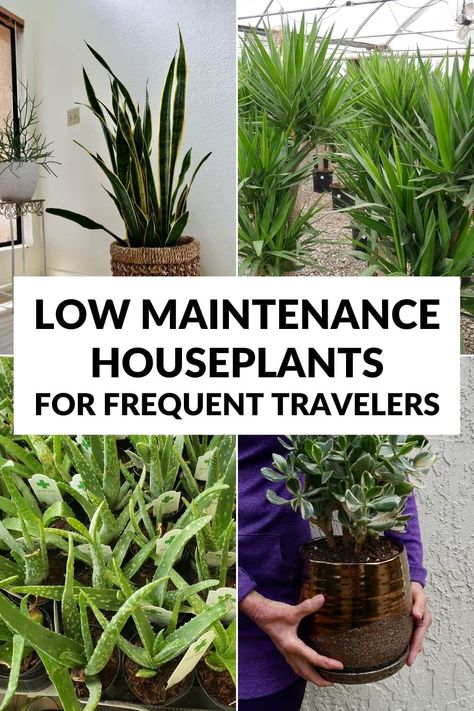 Low Light Low Water Indoor Plants, Low Water Plants Indoor, Easiest Indoor Plants To Keep Alive, Easy Care Plants Indoor, Water Plants Outdoor, Water Plants Indoor, Jade Plant Care, Desert Gardening, Low Maintenance Indoor Plants