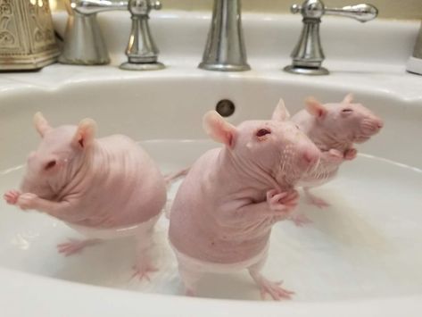 Hairless Animals, Hairless Rat, Rattus Rattus, Baby Rats, Pet Things, Funny Rats, Fancy Rat, Cute Rats