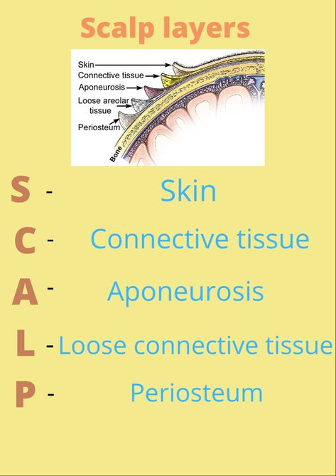 Scalp Anatomy Notes, Scalp Anatomy, Product Knowledge, Medical School Studying, Medical Anatomy, Brain Waves, Medical School, Esthetician, Nursing