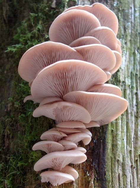 Mushroom Pictures, Plant Fungus, Mushroom Fungi, Wild Mushrooms, Mushroom Art, Natural Forms, Patterns In Nature, Cool Plants, Nature Aesthetic