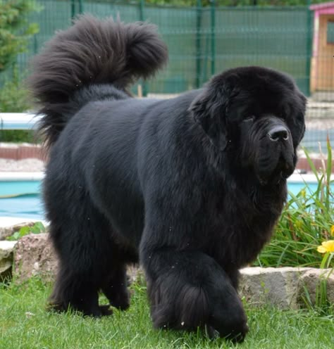 Newfoundland male/female dog name ideas Tex Penny Maggie Drachen Gracie Mercy Bruno Romy Garnet Lurch Wookie Burly Heidi Isa Zima Zara Tarita Mack Malu Hooch Tracker Trapper Attila Sergeant Crimson Chunky Godzilla Olympas Zia Katie Raptor Gladiator Dante Shark Sammy Siouxsie Misty Sasquatch Coco Sabre Lincoln Brawler Apollo Max Drakkar Brawny Muscles Ulysses Dream Ebony. Black Newfoundland Dog, Funny Dogs Pics, Funny Dog Videos Hilarious, Dog Photos Funny, Dog Pics Funny, Dog Drawing Reference, Newfie Dog, Dog Line Art Tattoo, Dog Aesthetics