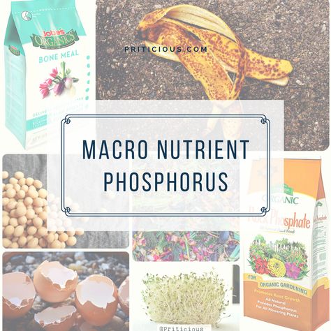 Phosphorus For Plants, Gardening Activities, Sensitive Plant, Plant Benefits, Victory Garden, Ideas For The Garden, Growing Veggies, Green Things, I Love To Read