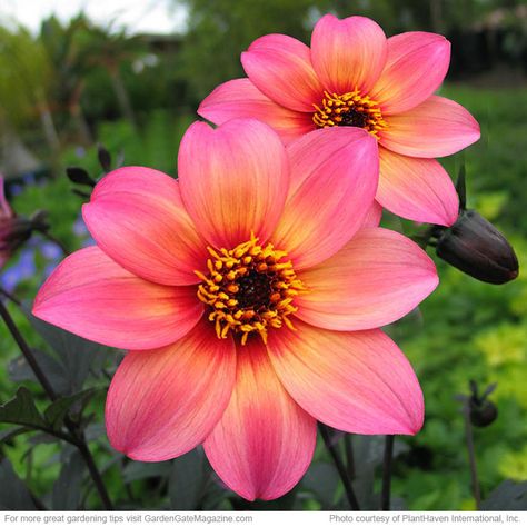 Dahlia - "Mystic Fantasy"  Type Tuber  Blooms Pink flowers with yellow halos from spring to summer  Light Full sun  Soil Moist, well-drained  Size 24 to 30 in. tall, 20 to 24 in. wide  Cold-hardy USDA zones 9 to 11  Heat-tolerant AHS zones 12 to 1  Introducer PlantHaven® International, Inc. Garden Gates, Yard Ideas, Beautiful Blooms, Flower Pictures, Amazing Flowers, Love Flowers, Flowers Photography, Pink Flower, Green Thumb