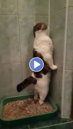 Funny Cat Videos to Make Your Day in 2022 | Funny cat videos, Funny cats and dogs, Funny cute cats Image Chat, Dancing Cat, Cute Kitten Gif, Suitcase Packing, Kitten Gif, Funny Cats And Dogs, Funny Cute Cats, Cute Kittens, Cats And Dogs