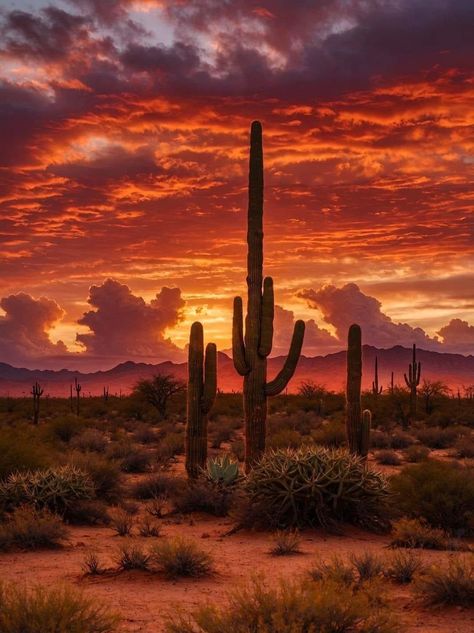 Southwest Desert Aesthetic, Mexico Landscape Photography, Arizona Desert Aesthetic, Sonora Desert, Desert Places, Desert Aesthetic, Arizona Sunset, Arizona Landscape, America The Beautiful