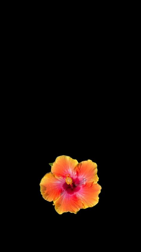 #hawaii #hawaiiflower #popular Hawaii Flowers Wallpaper, Hawaii Wallpaper, Aloha Flower, Hawaii Flowers, Hawaiian Flower, Cute Wallpapers, Phone Wallpaper, Hawaii, Flowers