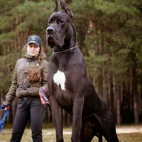 The Great Dane, Tallest Dog, Lovers Photos, Animal Groups, Fascinating Facts, Dog Costume, Gentle Giant, Dog Kennel, Great Dane