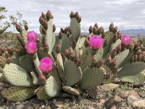 Beavertail Cactus, Opuntia Basilaris, Opuntia Cactus, Imperial County, Borrego Springs, Blooming Cactus, Mojave Desert, Cactus Plant, Late Winter