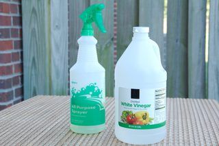 Homemade Fly Repellents for the Yard | eHow Bug Spray For Plants, Tomato Problems, Homemade Bug Spray, Natural Bug Spray, Insect Spray, Fly Repellant, Vinegar Cleaning, Bug Spray, Vinegar And Water