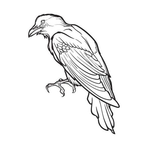 Crow Coloring Pages Preshoolers in 2022 | Tattoo art drawings, Drawings, Line drawing Crows Drawing, Crow Tattoo Design, Crow Tattoo, Handpoke Tattoo, Animal Illustration Art, Raven Tattoo, Crow Art, Black Raven, Tattoo Style Drawings