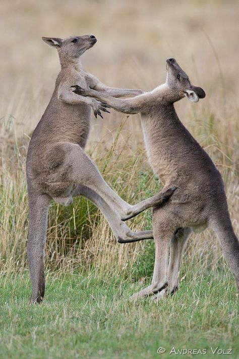 Eastern Grey Kangaroos (Macropus giganteus) Eastern Grey Kangaroo, Grey Kangaroo, Pet Raccoon, Whitetail Bucks, Water Animals, Rare Animals, Reference Pictures, Pet Rats, Outdoor Quotes