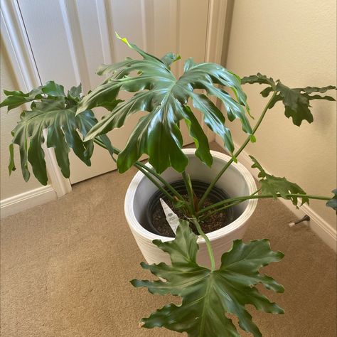 Should I Repot My Split Leaf Philodendron And If So, How? Split Leaf Philodendron, Philodendron Care, Rooting Hormone, Inside Plants, Leaf Plant, Soil Layers, Root Growth, Yellow Leaves, Companion Planting