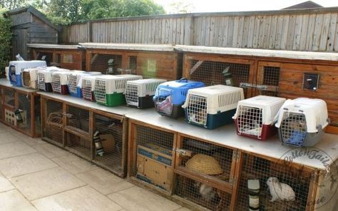 Rabbit Rescue, Animal Rescue Ideas, Rabbit Ideas, Raising Rabbits, Pet Spa, Pet Boarding, Dog Rescue, Small Pet, Interesting Information